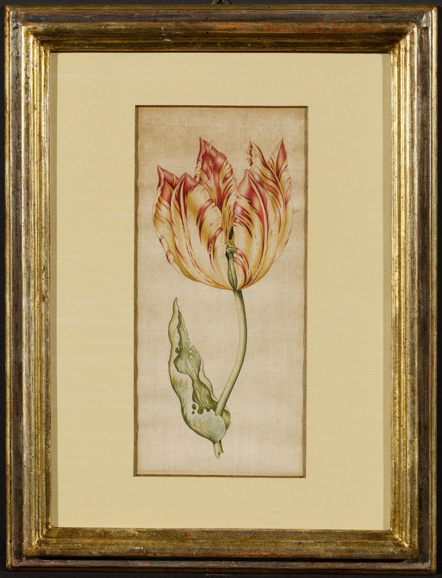 Anthony Claesz Amsterdam 1607 - 1649: Tulip Blossom - Image 2 of 4