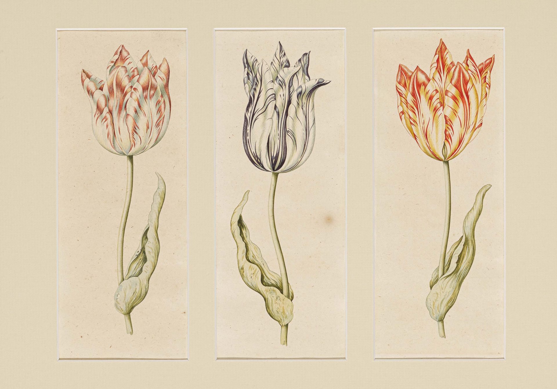 Anthony Claesz Amsterdam 1607 - 1649: Tulips