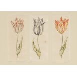 Anthony Claesz: Tulpen