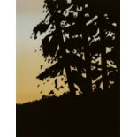 Alex Katz: Sunset 1