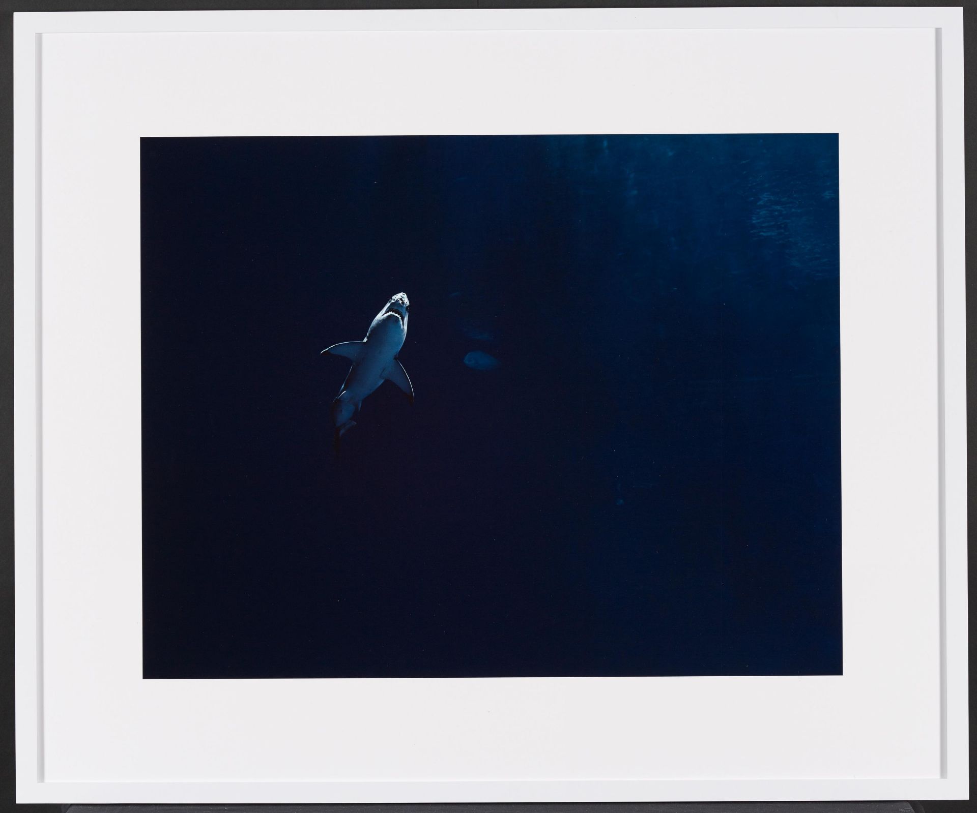 Taryn Simon: Great White Shark in Captivity Million-Gallon Outer Bay, Monterey Bay Aquarium, Montere - Image 2 of 4