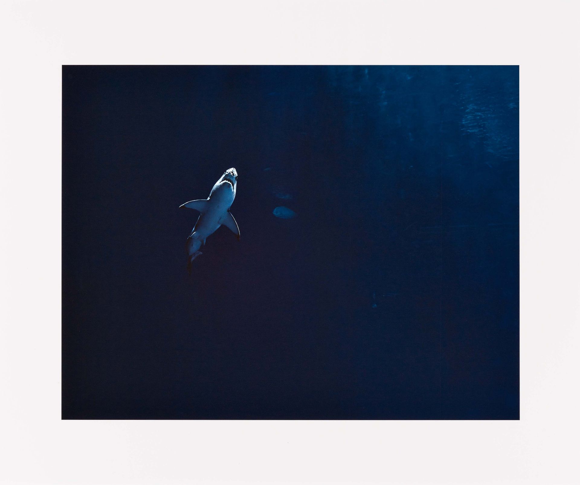 Taryn Simon: Great White Shark in Captivity Million-Gallon Outer Bay, Monterey Bay Aquarium, Montere