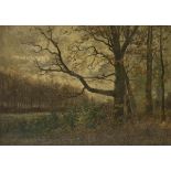 Dutch School, 19th/20th century. A beech tree on a forest edge