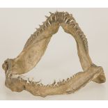 A taxidermy Carcharhinus limbatus (Blacktip shark) jaw set, 20th century.