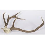 A pair of red deer antlers, 20th century.