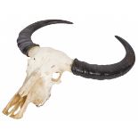 A taxidermia scull of a water buffalo, 20th century.