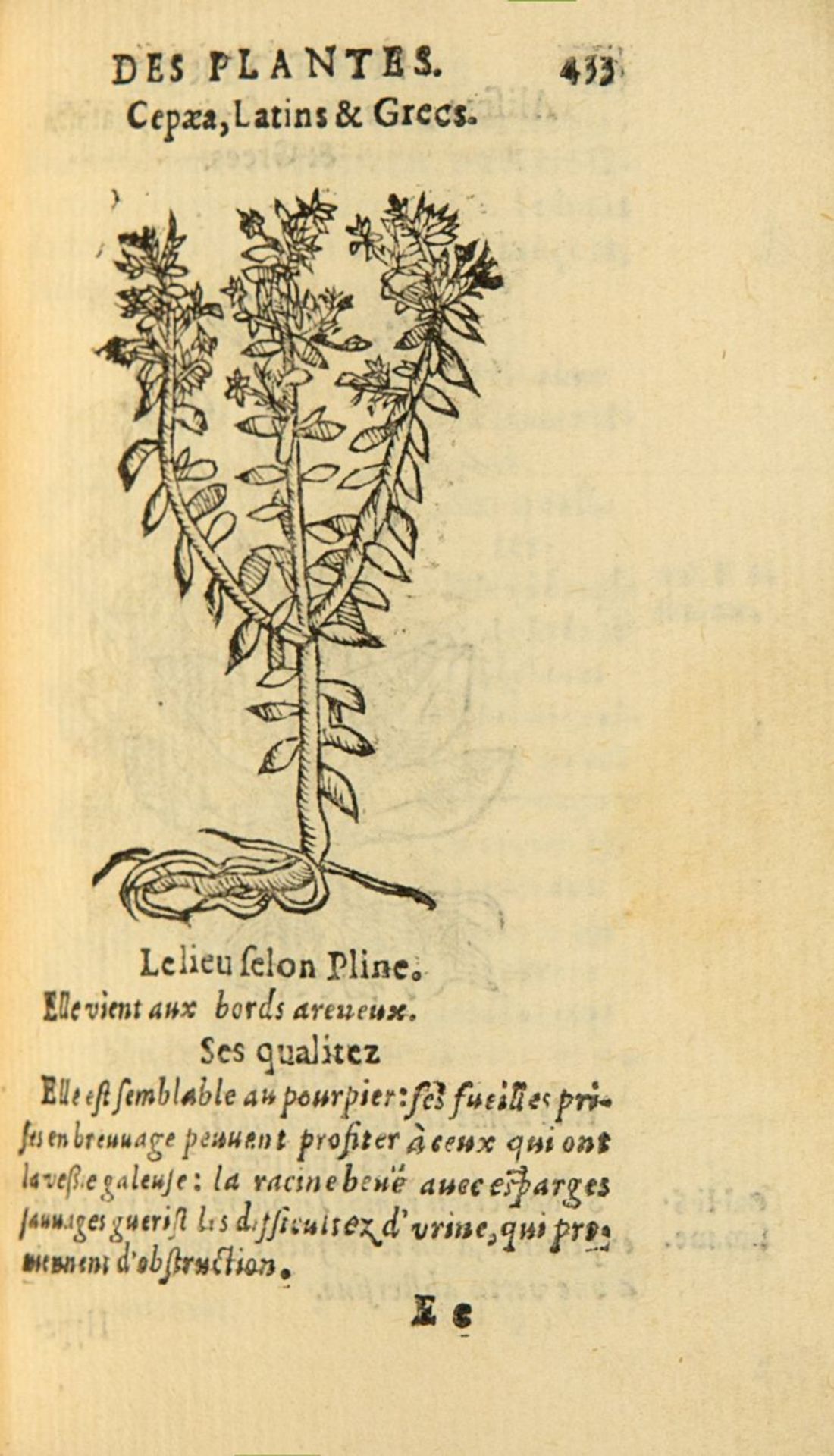 G. Linocier, L'histoire des plantes. 7 Tle. in 1 Bd. Paris 1619-20. - Bild 4 aus 4