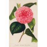 A. C. A. Verschaffelt, Nouvelle iconographie des Camellias. Gent 1856-60.