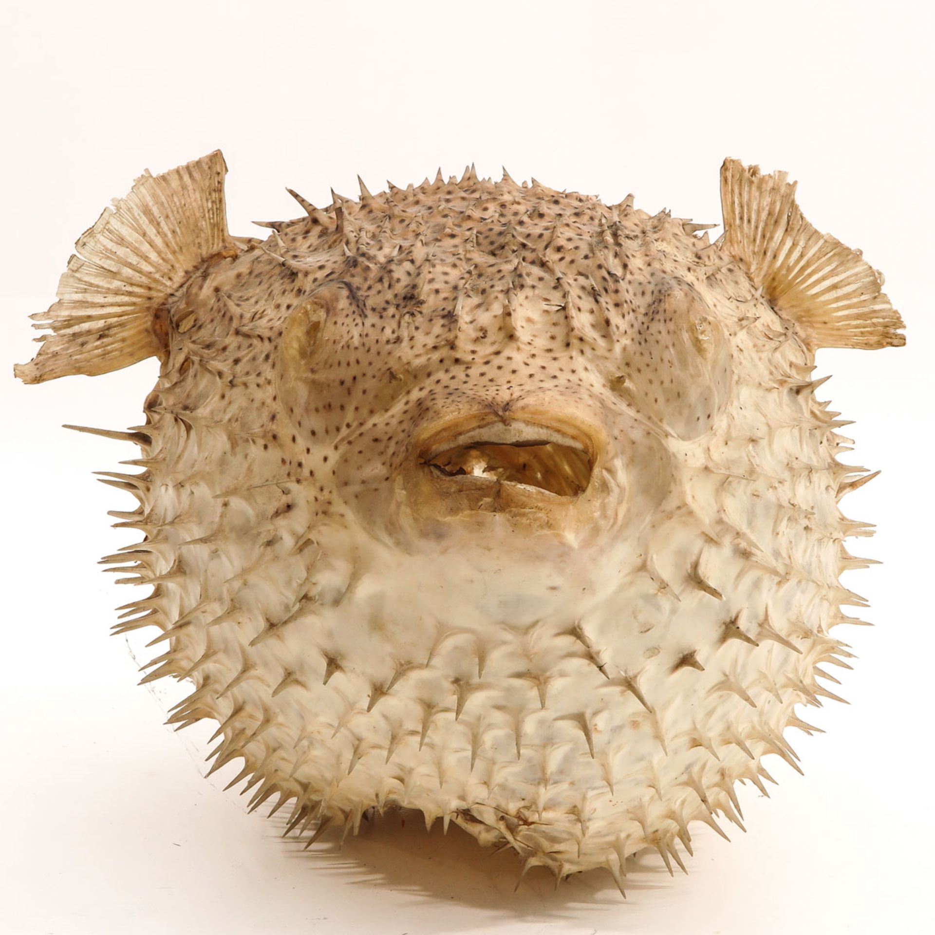 A Puffer fish - Bild 4 aus 9