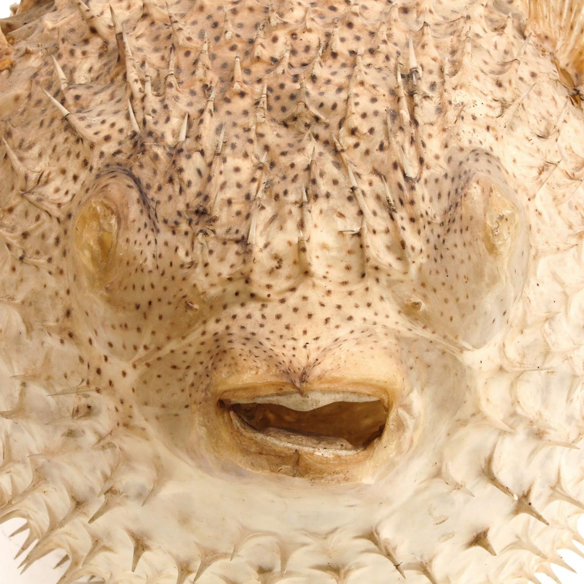 A Puffer fish - Bild 7 aus 9