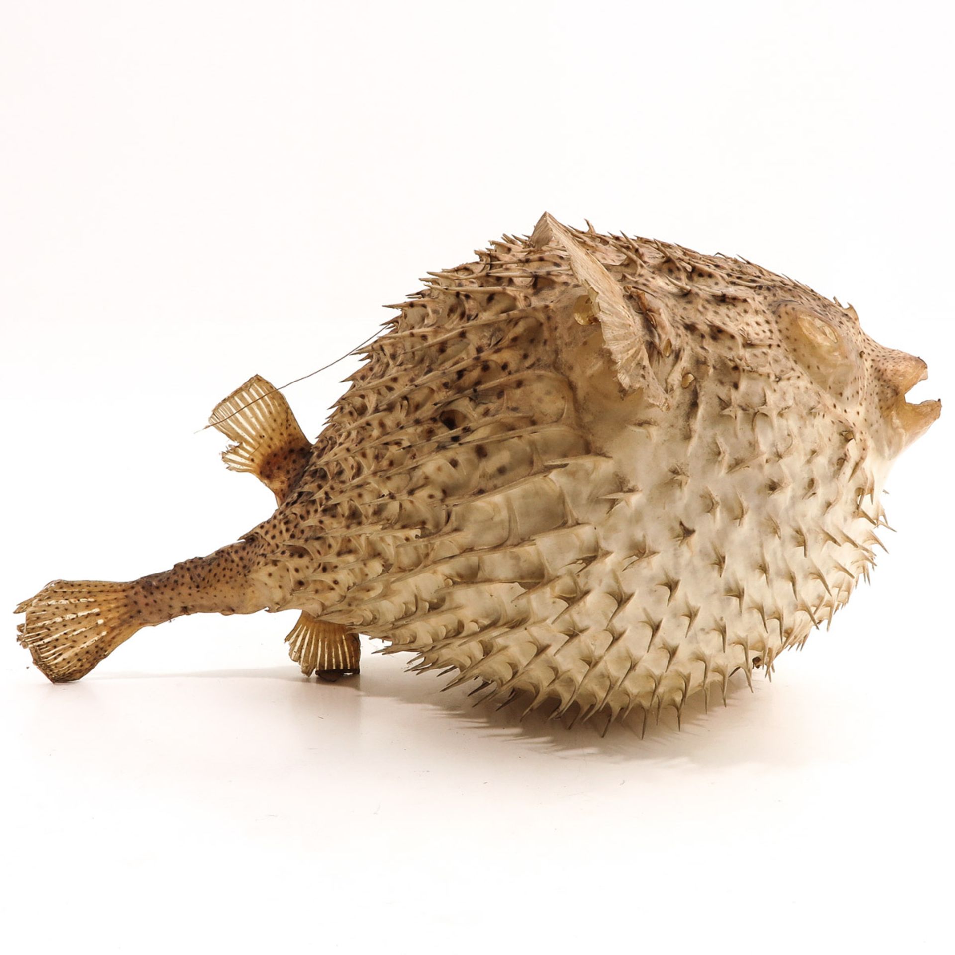 A Puffer fish - Bild 3 aus 9