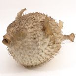 A Puffer fish