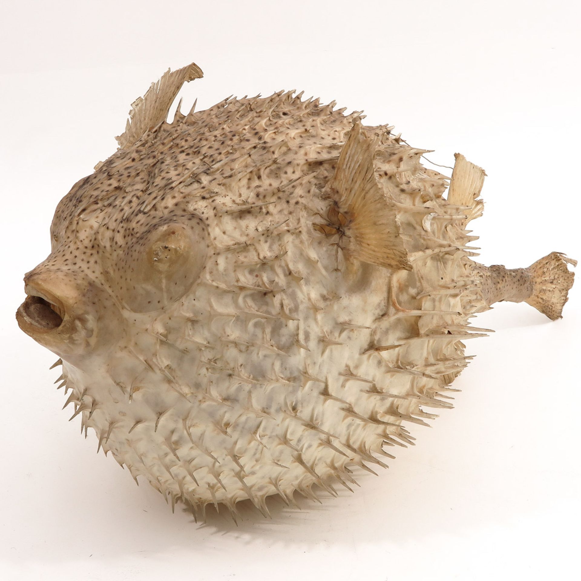 A Puffer fish