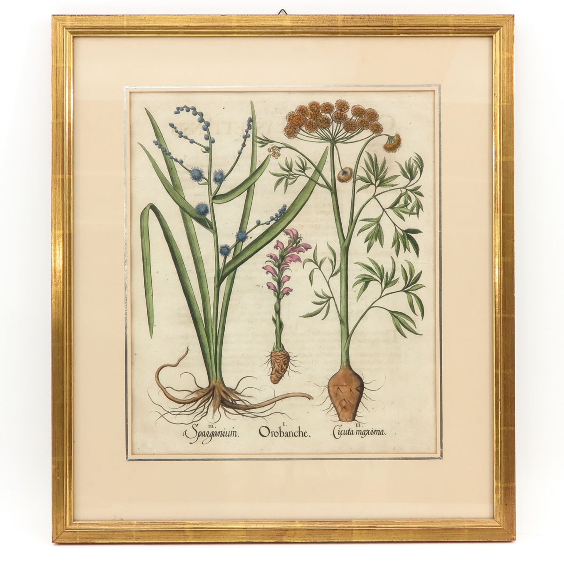 A Botanical print