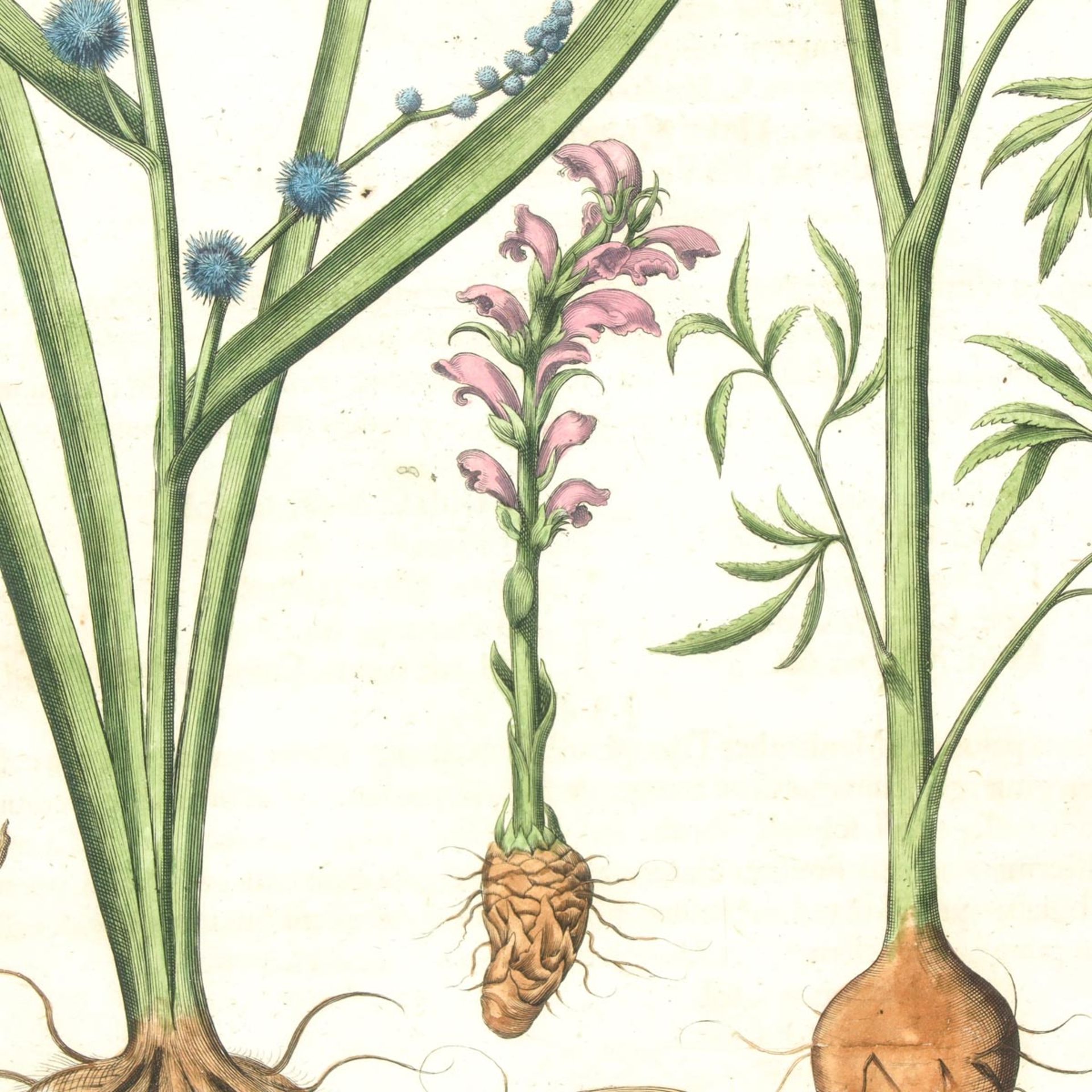 A Botanical print - Image 5 of 5