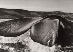 Sebastião  Salgado. „Argentina“. Southern Right Whale, Valdés Peninsula. 2005