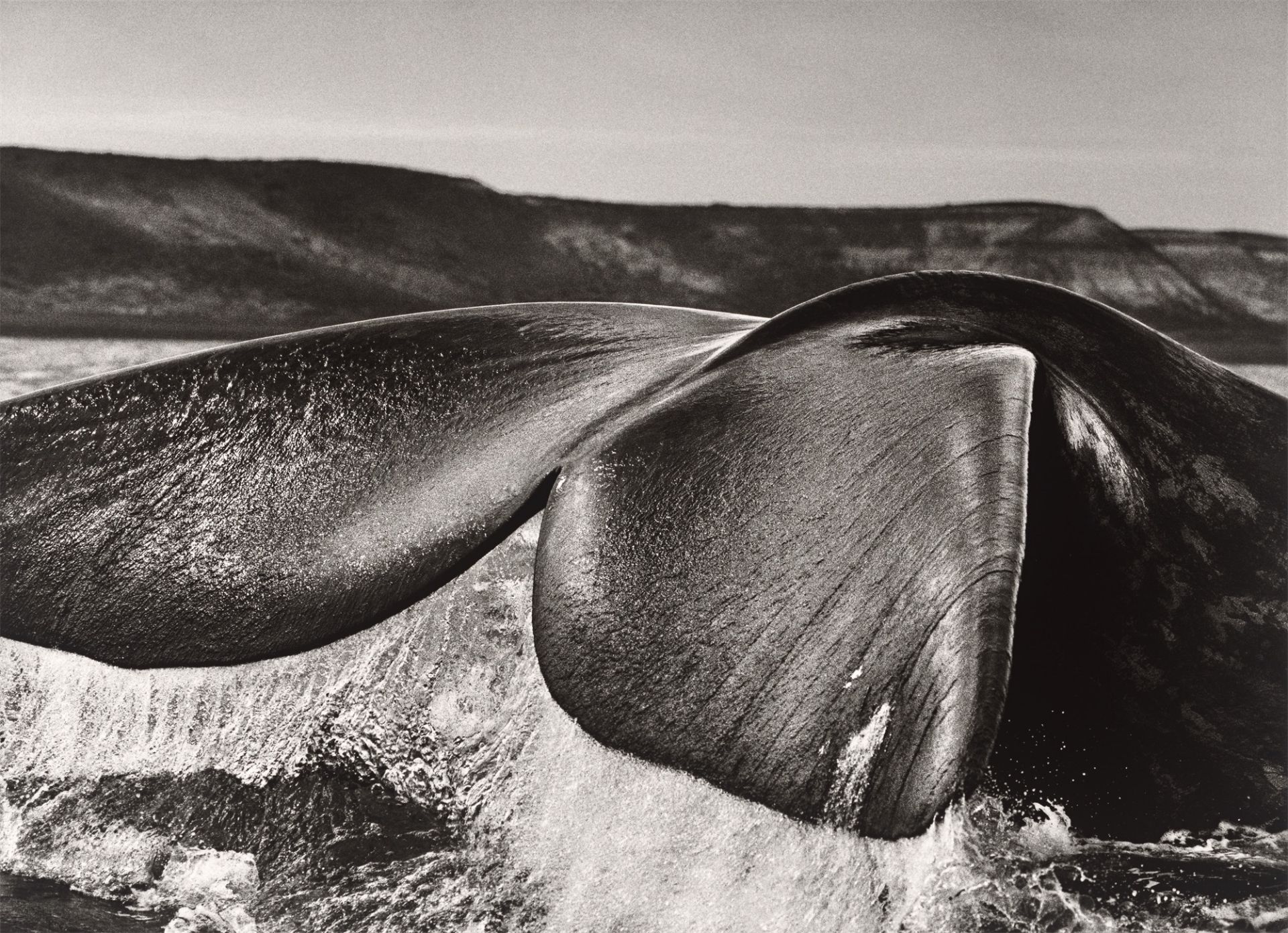 Sebastião Salgado. „Argentina“. Southern Right Whale, Valdés Peninsula. 2005