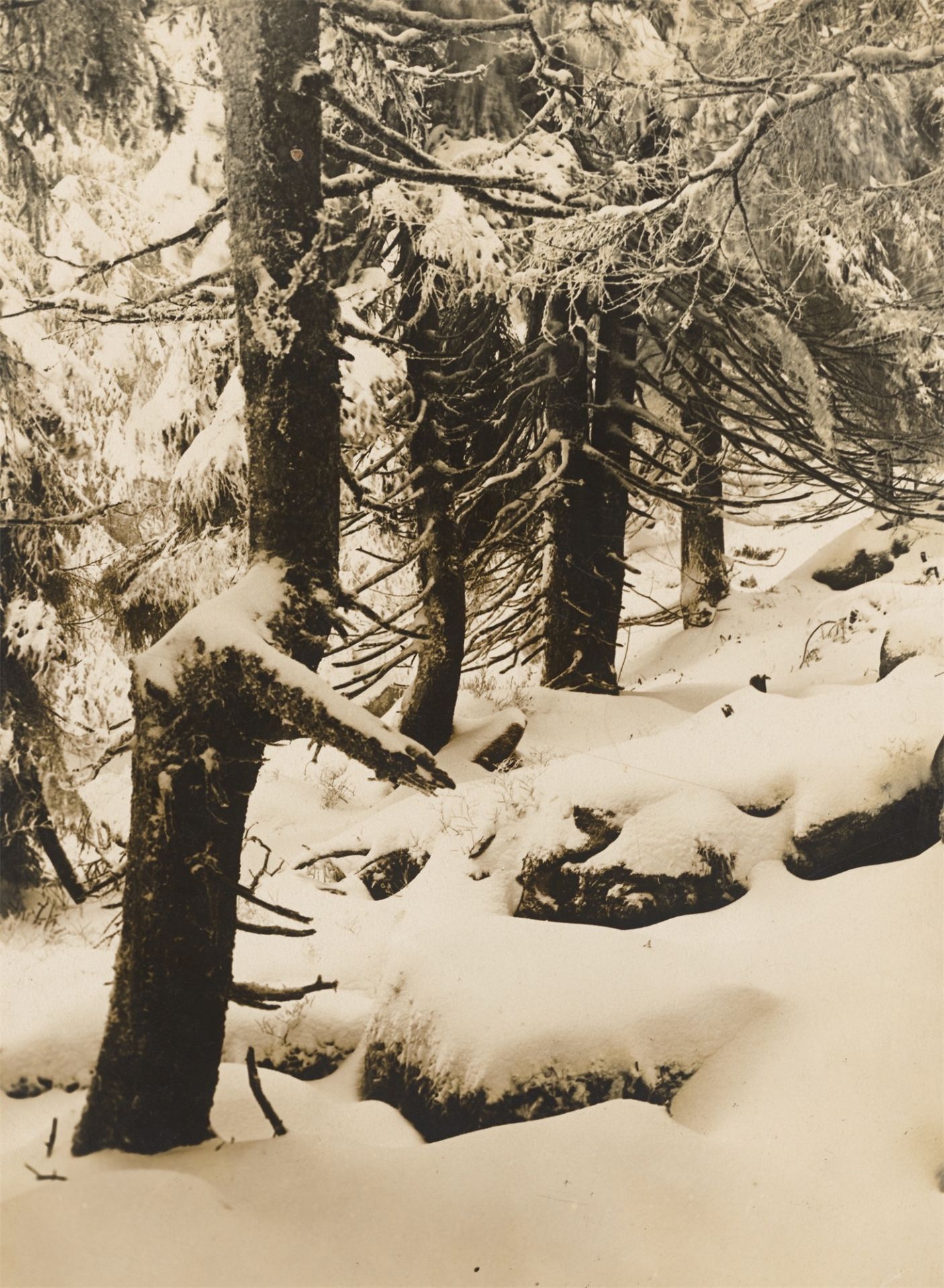 Albert Renger-Patzsch. „Erster Schnee am Brockenhang“. Um 1925/26