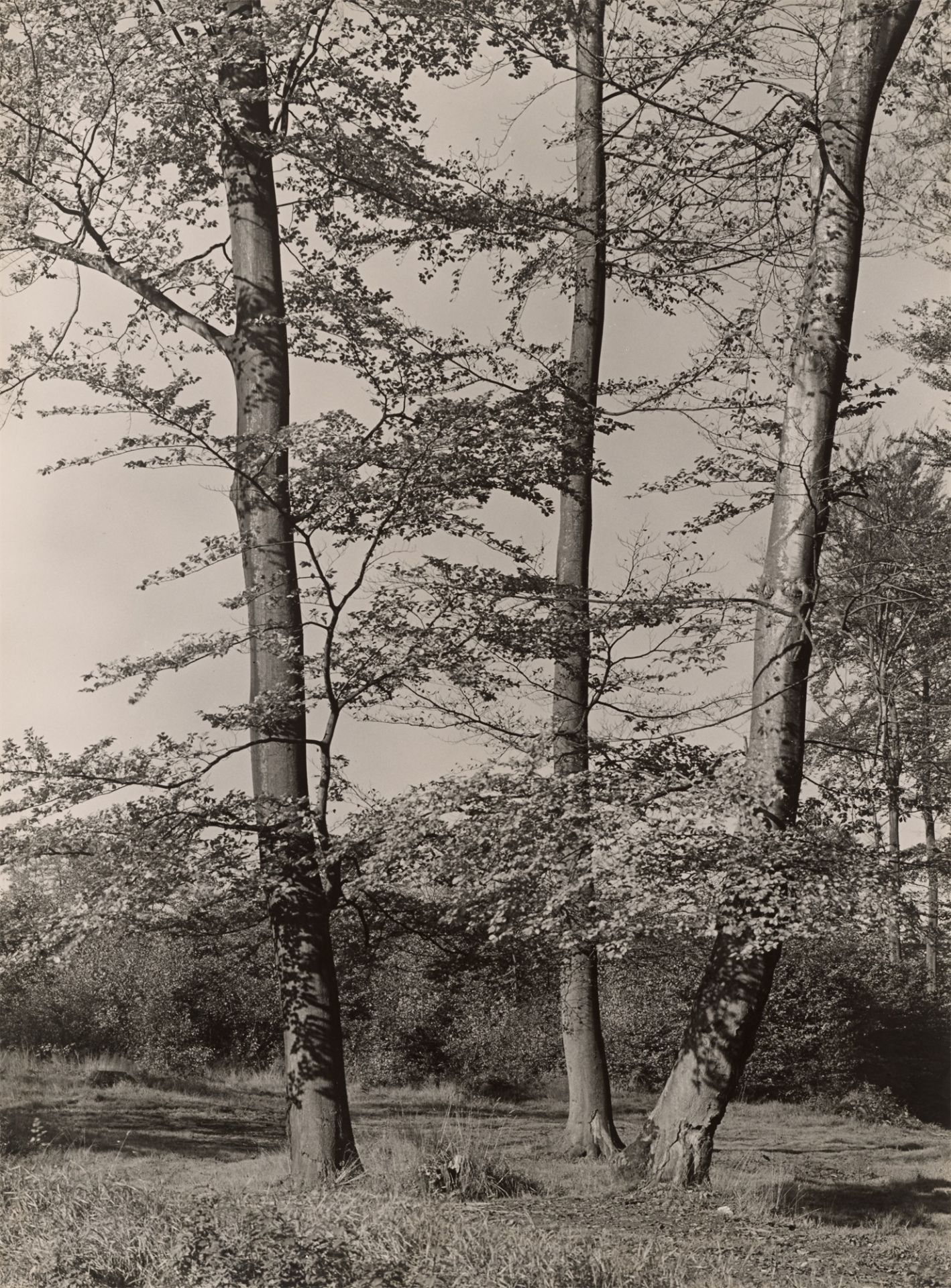 Albert Renger-Patzsch. Buchenwald, Baumgruppe auf einer Lichtung. Um 1957