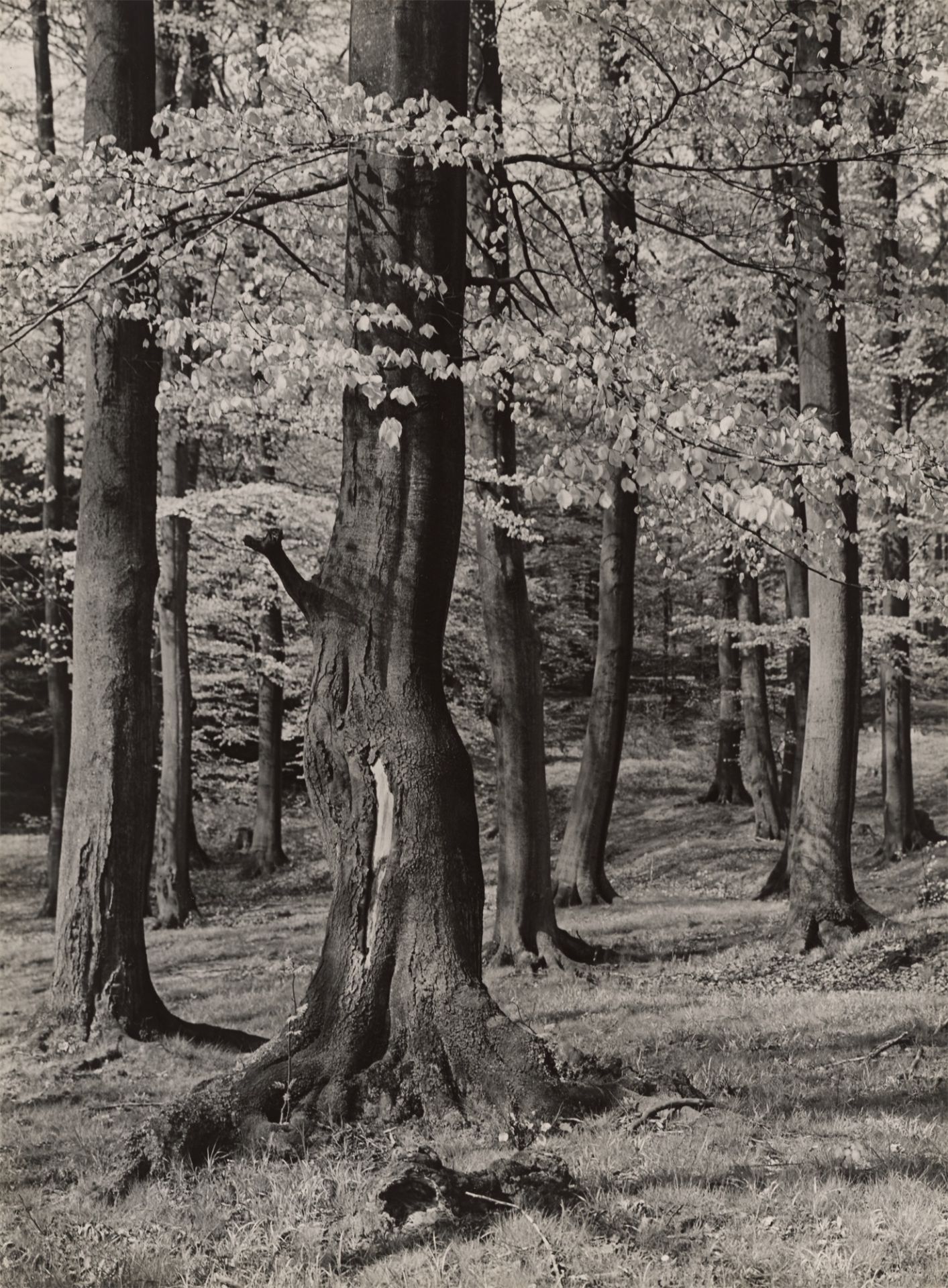 Albert Renger-Patzsch. Buchenwald im Frühling. Um 1957