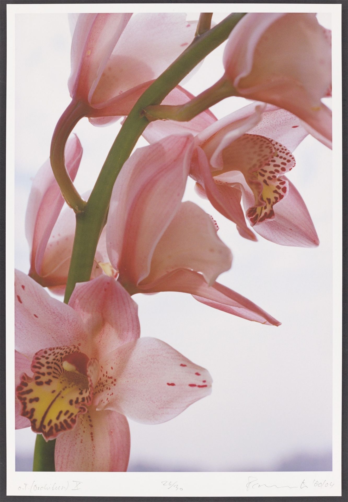 Thomas Florschuetz. „o.T. (Orchideen) X“. 2000/04 - Bild 2 aus 3