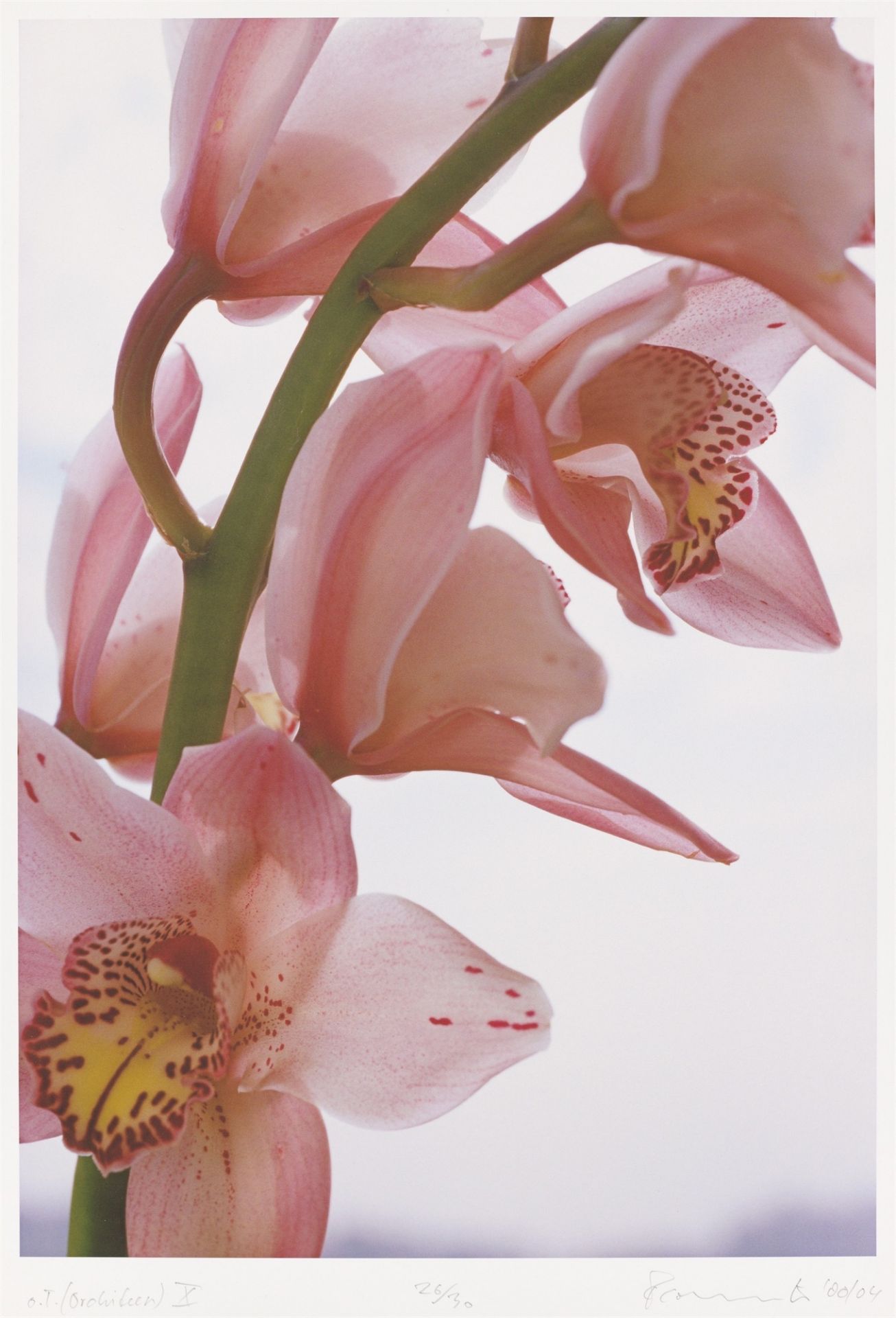 Thomas Florschuetz. „o.T. (Orchideen) X“. 2000/04