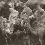 Martin Munkácsi (d.i. Márton Memelstein). Die größte Tierhandlung der Welt, Alfeld (Leine). Um 1930