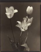 Edward Steichen. Tulips. 1920