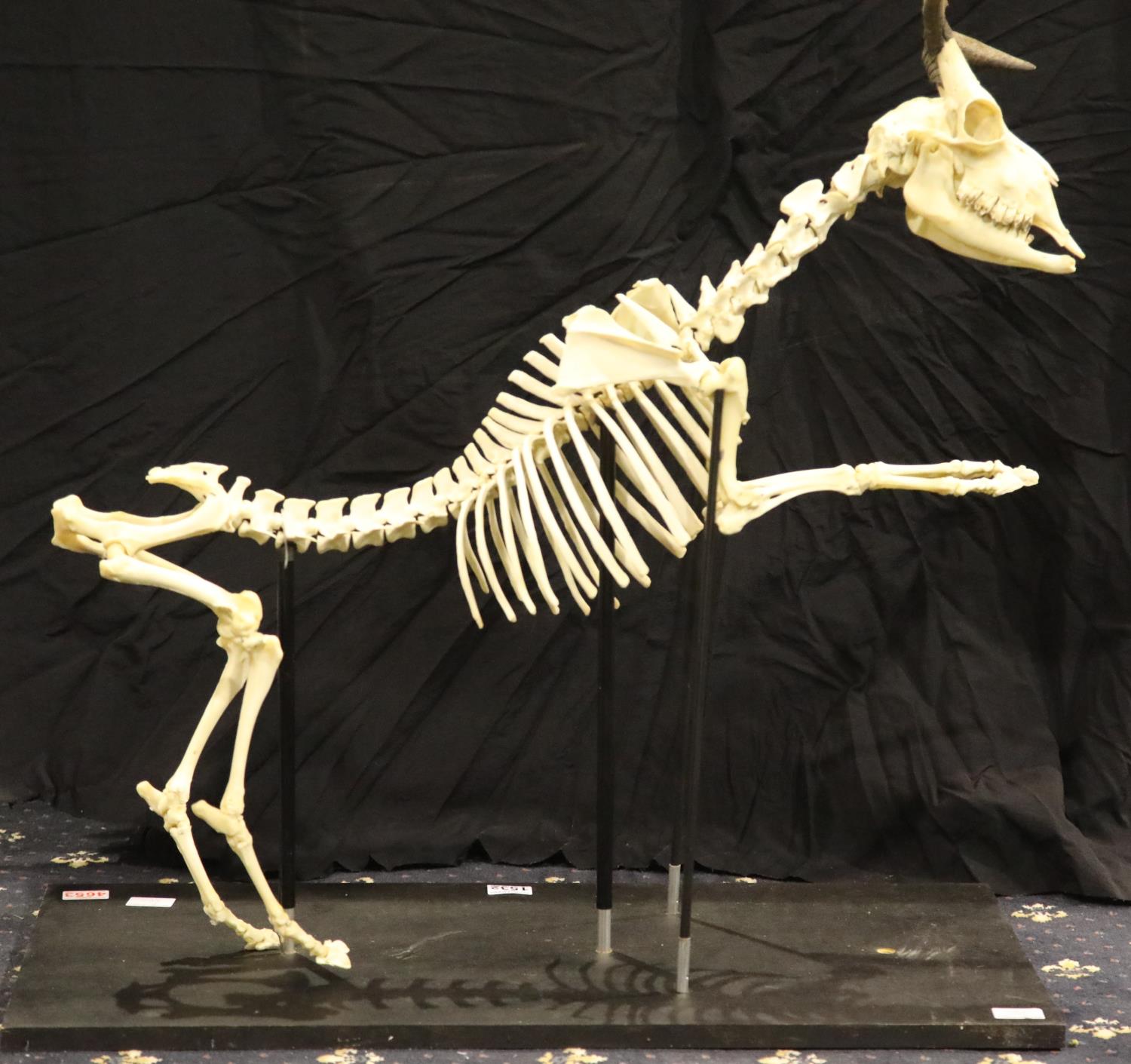 Mounted articulated skeleton of a rampant goat, L: 80 cm. Not available for in-house P&P, contact - Image 2 of 4