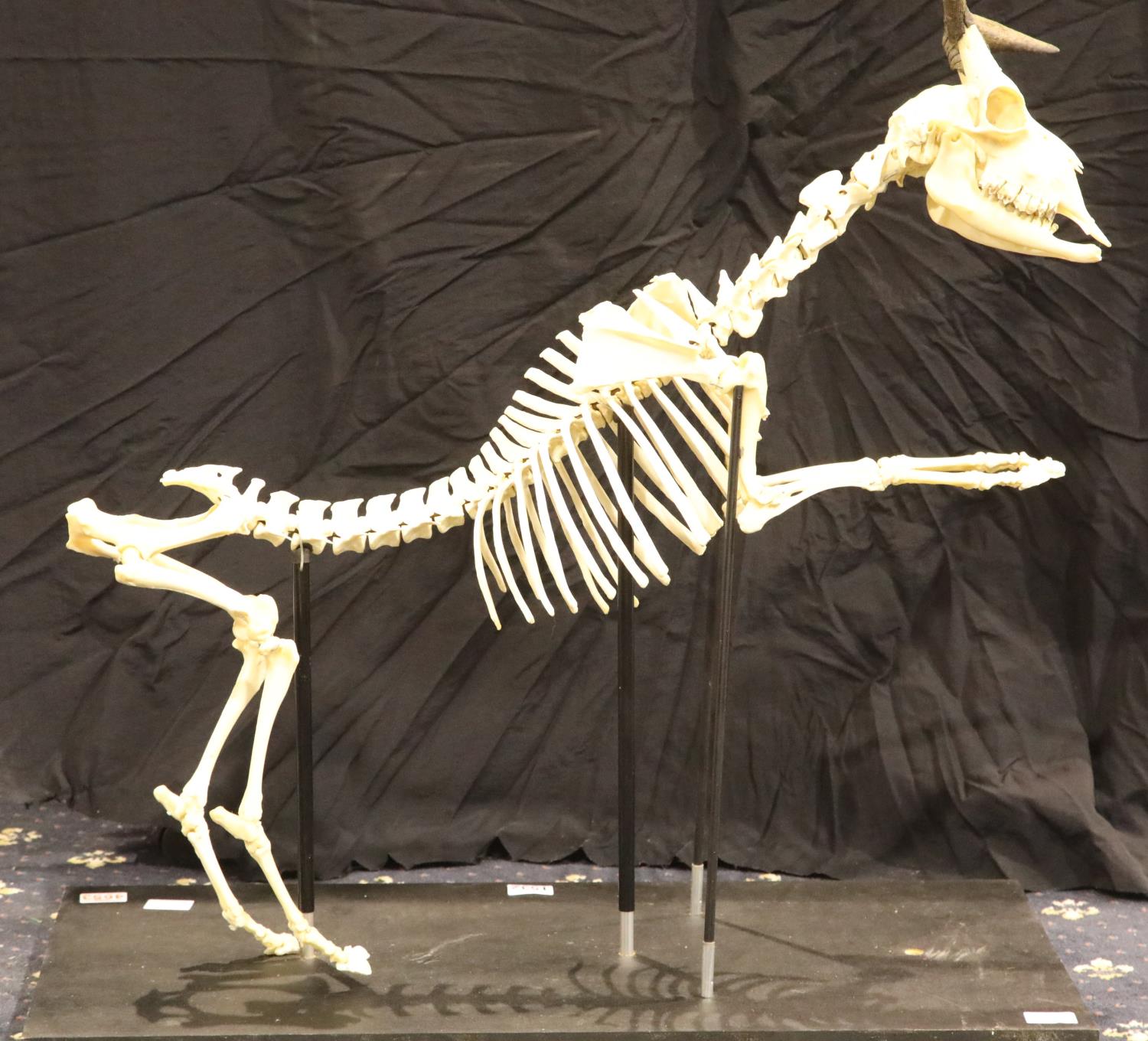 Mounted articulated skeleton of a rampant goat, L: 80 cm. Not available for in-house P&P, contact