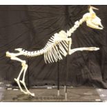 Mounted articulated skeleton of a rampant goat, L: 80 cm. Not available for in-house P&P, contact