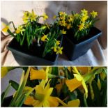 Two x Mini Daffodil planters (@6inch square). Not available for in-house P&P, contact Paul O'Hea