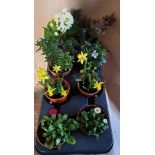 Eight x Mixed Perenials (Mini Daffodils, Heather, Bellis, Primula, Wallflower, trailing Pansy &