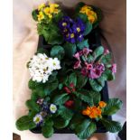 Eight x Mixed Primula. Not available for in-house P&P, contact Paul O'Hea at Mailboxes on 01925