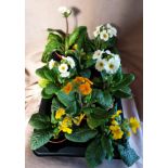 Eight x Mixed Polyanthus (large). Not available for in-house P&P, contact Paul O'Hea at Mailboxes on