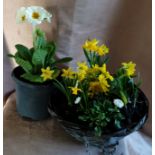 Mini hanging basket: Yellow & White Spring mix, Plus Polyanthus tub. Not available for in-house P&P,