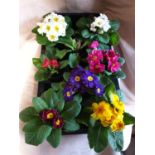 Eight x Mixed Primula. Not available for in-house P&P, contact Paul O'Hea at Mailboxes on 01925