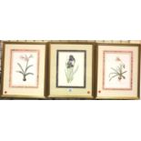 Four early 20th century framed floral plates after P.J. Redonte, each 21 x 28 cm. Not available