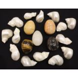 Collection of abalone sea shells and five polished hardstone eggs including a tigers eye example.