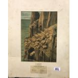 Coloured lithograph Libretto For Liberals number XXVII Swine., 32 x 22 cm. Not available for in-