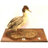 Taxidermy common Merganser by David Hollingworth, Hyde Cheshire, on a pebble base. Not available for