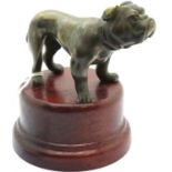 Bronze bulldog on wooden stand, H: 12 cm including stand. P&P Group 2 (£18+VAT for the first lot and