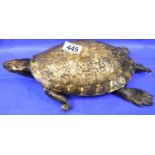 Large taxidermy Terrapin, L: 35 cm. Claws snapped/missing in parts, split to tail, damage on back