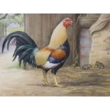 JAMES SINNOTT; watercolour of a cockerel in a barn, oak frame, 18 x 26 cm. Not available for in-