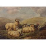 Victorian unsigned oil on canvas, Sheep On a Hill, 35 x 40 cm. Not available for in-house P&P,