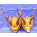 Pair of shield mounted deer horns. P&P Group 3 (£25+VAT for the first lot and £5+VAT for