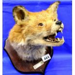 Mounted taxidermy fox mask. Not available for in-house P&P, contact Paul O'Hea at Mailboxes on 01925