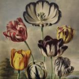 Robert John Thornton; floral print, first published 1805, 39 x 51 cm. Not available for in-house P&