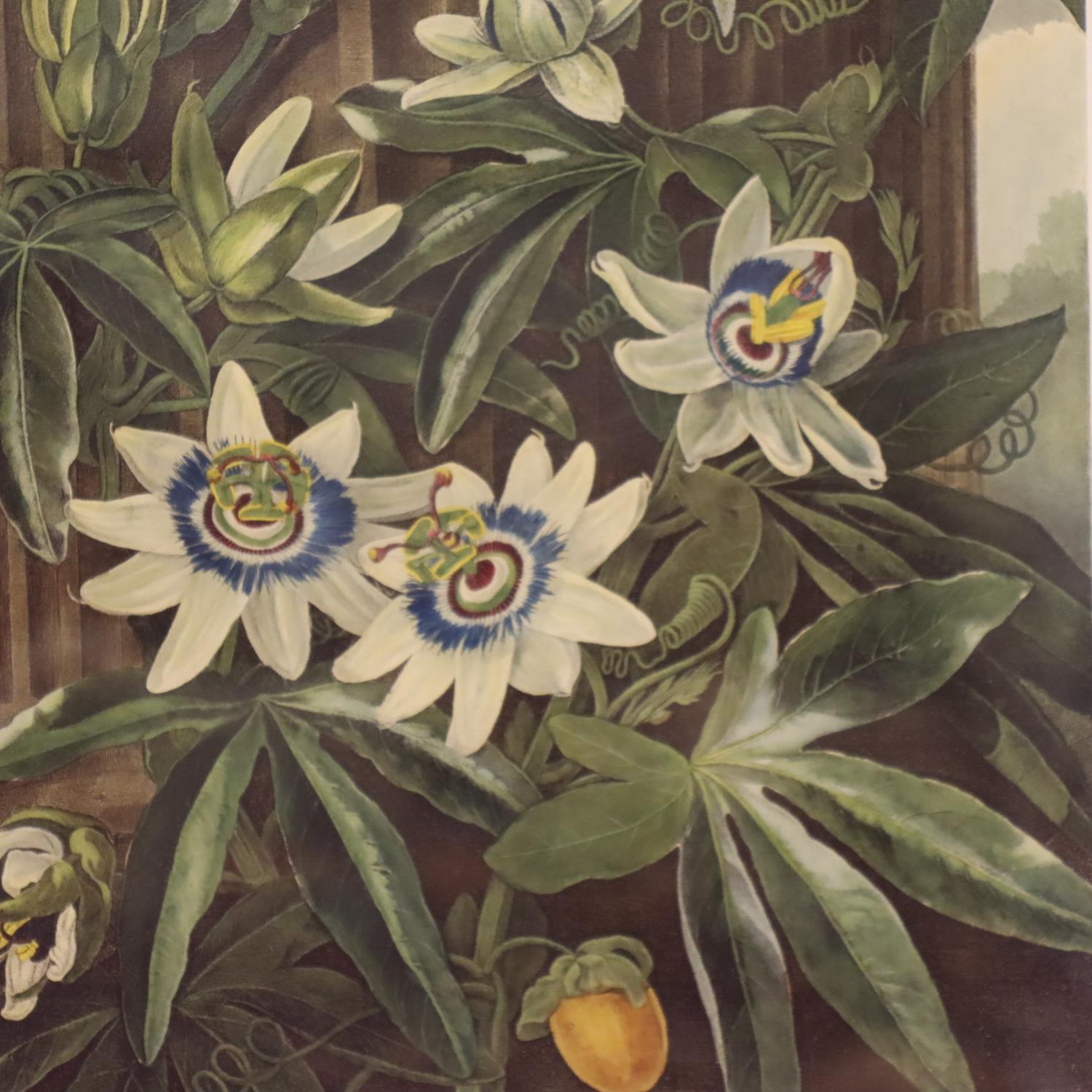 Robert John Thornton; eight floral prints, first published 1805, 39 x 51 cm. Not available for in- - Image 7 of 9