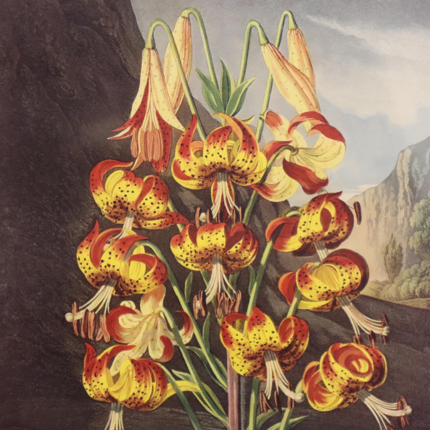Robert John Thornton; eight floral prints, first published 1805, 39 x 51 cm. Not available for in- - Image 9 of 9